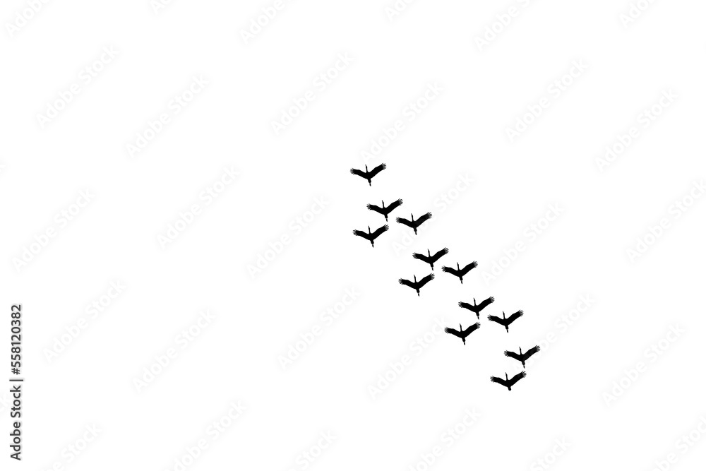 Lots of bird flying in the sky photography design