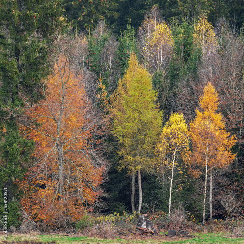 collection of different trees with fall colors, silver birch, larch hardwood and softwood