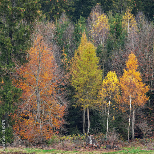 collection of different trees with fall colors  silver birch  larch hardwood and softwood