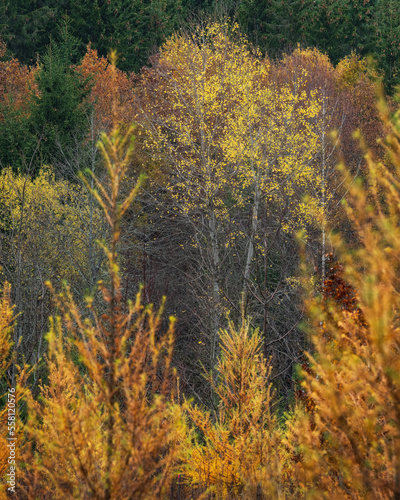 Hiking near valley Wental in Baden-württemberg in fall