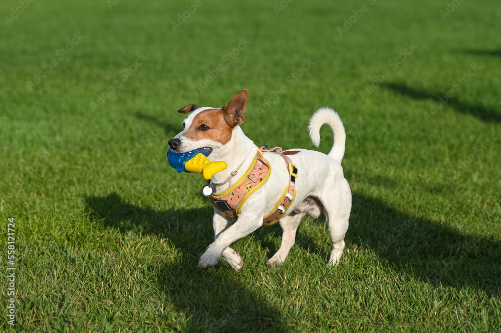 A Jack Russell Terrier dog with a yellow and blue toy in its mouth is walking on the grass.