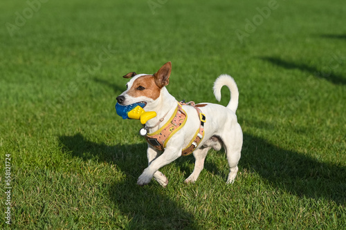 A Jack Russell Terrier dog with a yellow and blue toy in its mouth is walking on the grass. © codorniz