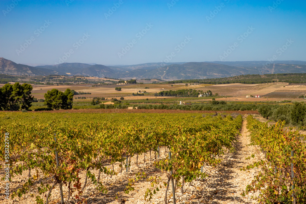 Vine field. Vineyard in autumn with color variations. Grapes for the production of Valencian wines.