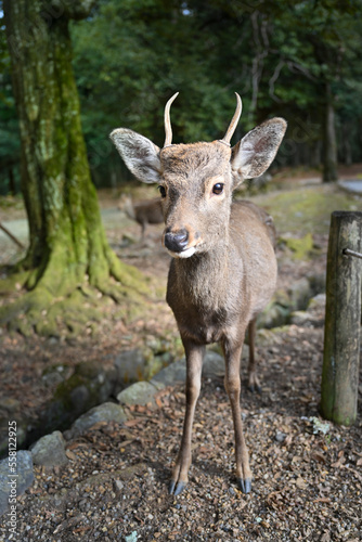 奈良公園の鹿 【奈良風景】