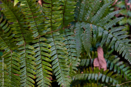 green fern leaves, close-up