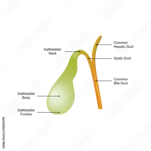 Scientific Designing of Gallbladder Anatomy. Vector Illustration. photo