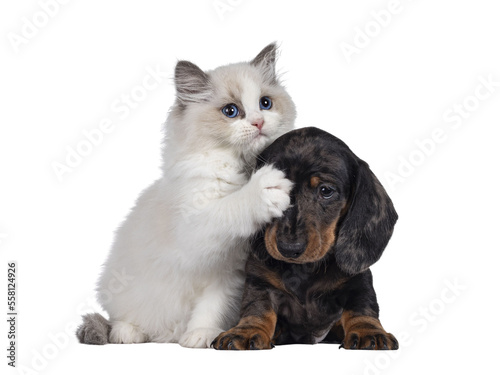 Photographie Cute Ragdoll cat kitten and Dachshund aka teckel dog pup, playing together facing front