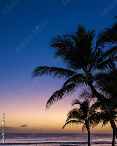 silhouette of palm trees in the sunset sky of the Caribbean