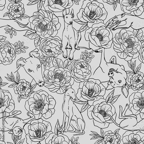 Fototapeta Flowers with greyhounds dogs