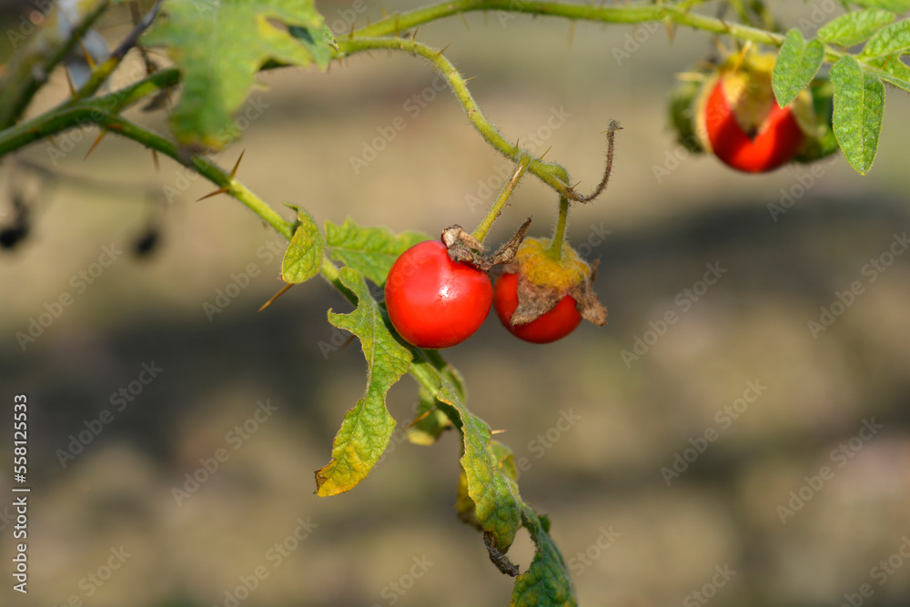 Sticky nightshade fruit Sticky nightshade fruit