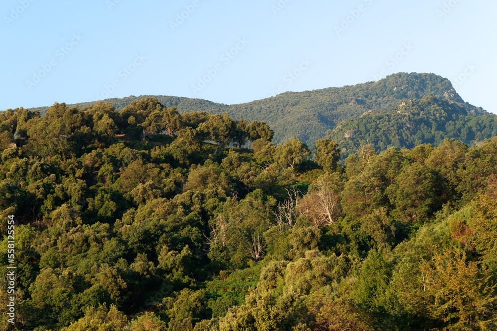 Chestnuts forest in Upper Corsica mountain. Sant'Andréa-di-Cotone village