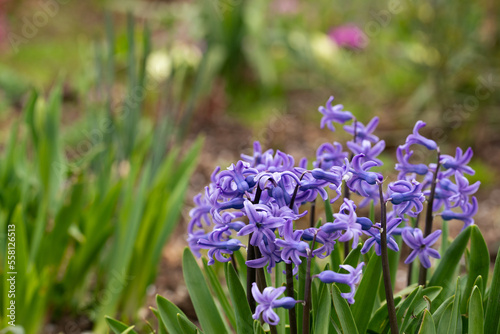 Hyacinths bloom in spring in a rustic garden