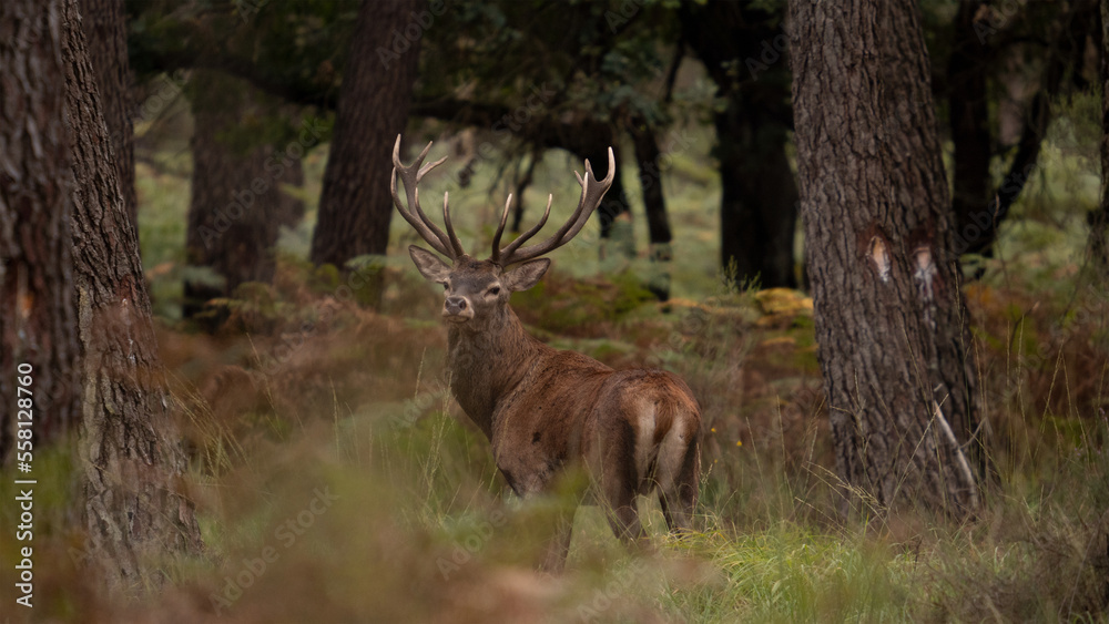 Grand cerf pendant le brâme Grand cerf pendant le brâme