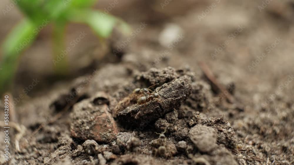 Close up macro view of black ants working on a ground nest. Close up macro view of black ants working on a ground nest.