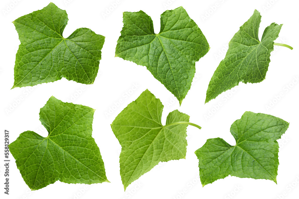 Cucumber leaf isolated on white background, full depth of field, clipping path Cucumber leaf isolated on white background, full depth of field, clipping path