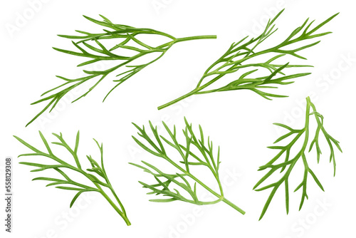 Dill isolated on white background  full depth of field  clipping path