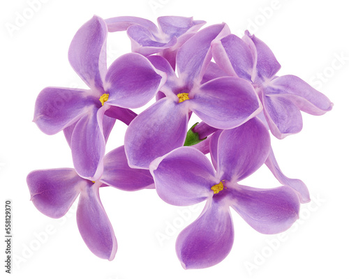 lilac flower isolated on white background  full depth of field  clipping path