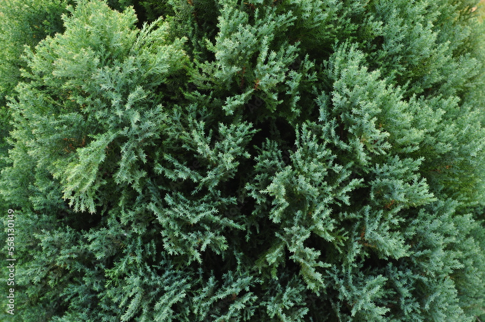 Small bushes with beautiful greenery.