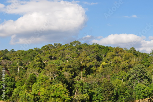 forest with an abundance of trees.