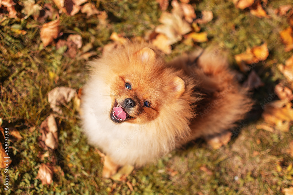 Pomeranian Spitz in yellow leaves in the park in autumn