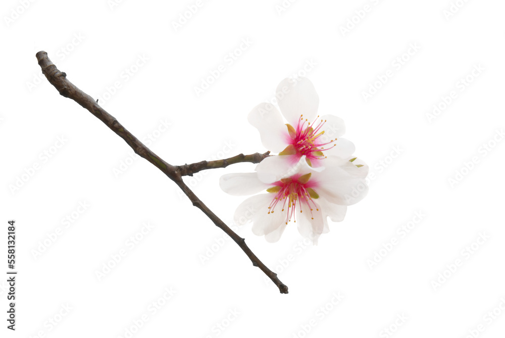 Almond tree white pink flowers with branches in PNG isolated on transparent background