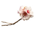 Almond tree white pink flowers with branches in PNG isolated on transparent background