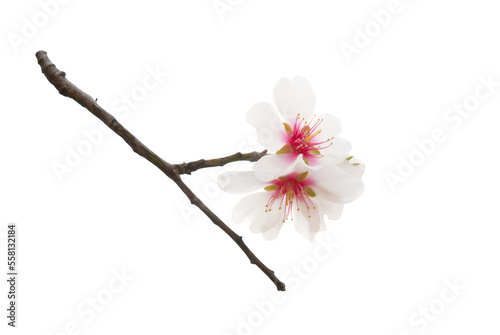 Obraz na płótnie Almond tree white pink flowers with branches in PNG isolated on transparent background w salonie