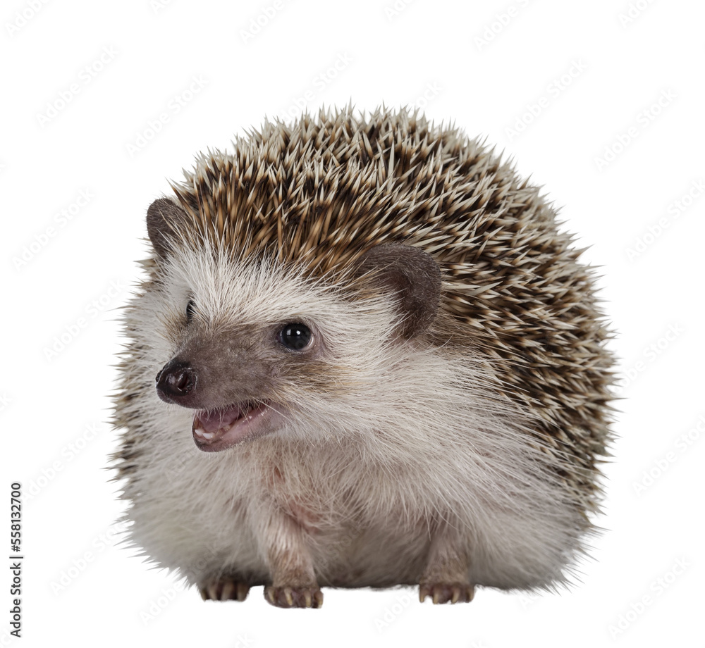 Adult male Four toed Hedgehog aka Atelerix albiventris. Sitting facing front, mouth open. Isolated cutout on transparent background. Adult male Four toed Hedgehog aka Atelerix albiventris. Sitting facing front, mouth open. Isolated cutout on transparent background.