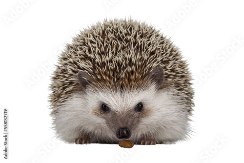 Adult male Four toed Hedgehog aka Atelerix albiventris. Sitting facing front eating cat kibble. Isolated cutout on transparent background.