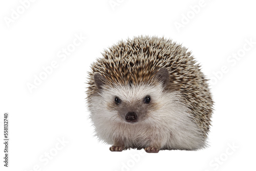 Adult male Four toed Hedgehog aka Atelerix albiventris. Sitting facing front. Isolated cutout on transparent background.
