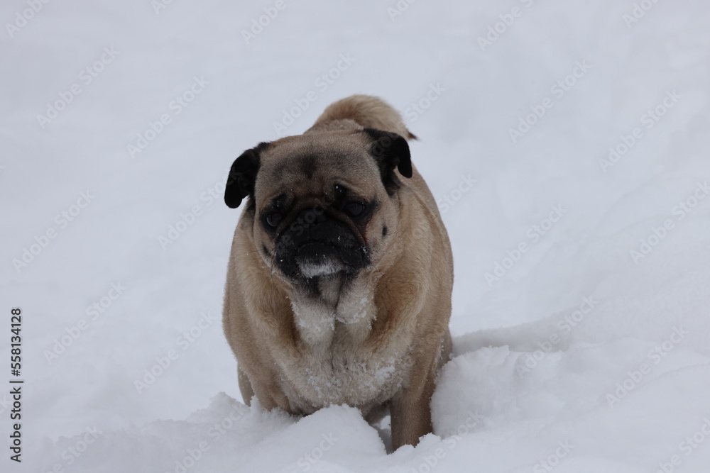 Pug in Snow