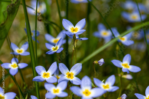 Beautiful Patch of Bluets Blooming Along the Blue Ridge Parkway photo
