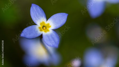 Beautiful Patch of Bluets Blooming Along the Blue Ridge Parkway photo
