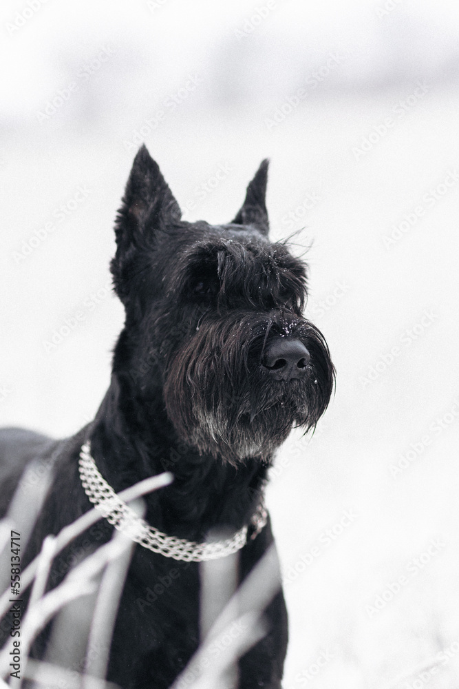Portrait of a big black dog giant schnauzer breed in a field in winter. Close up 