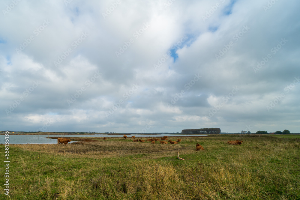Cows in park the Groese Polders, the Netherlands