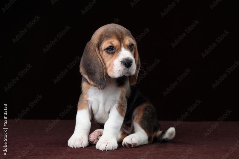 Cute little beagle puppy sitting on a brown background.