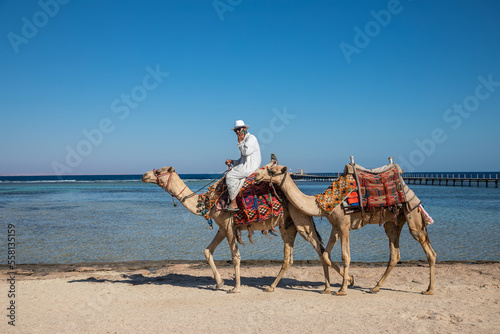 A Bedouin rides a camel along the seashore. Two camels. Sunny summer day. Sandy beach. Blue sky.