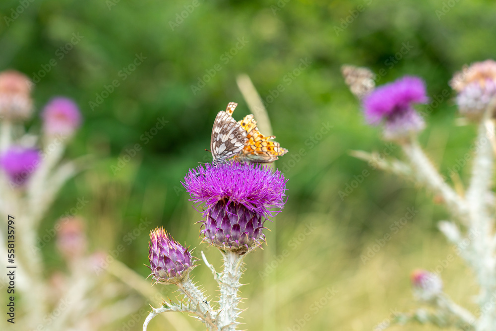 butterfly in nature, in summer on a meadow butterfly in nature, in summer on a meadow