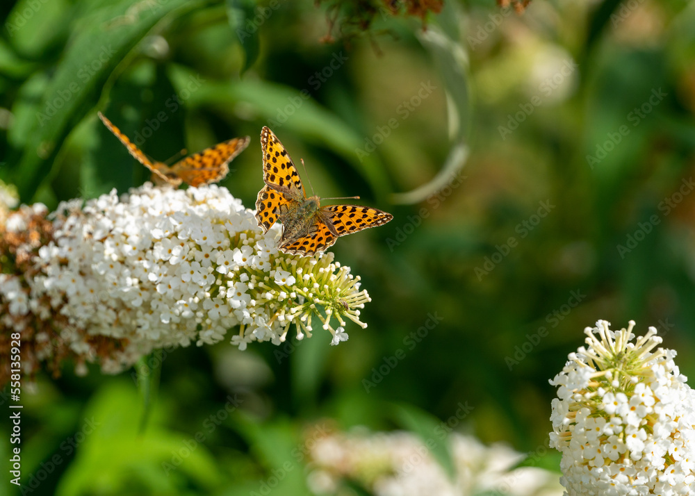 butterfly in nature, in summer on a meadow butterfly in nature, in summer on a meadow