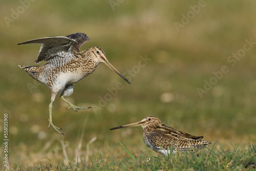 Magellanic Snipe (Gallinago paraguaiae magellanica) interacting during the spring breeding season on Carcass Island in the Falkland Islands photo