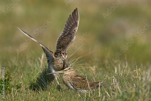 Magellanic Snipe (Gallinago paraguaiae magellanica) interacting during the spring breeding season on Carcass Island in the Falkland Islands photo