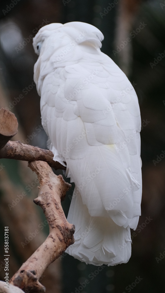 Bird sitting in the park