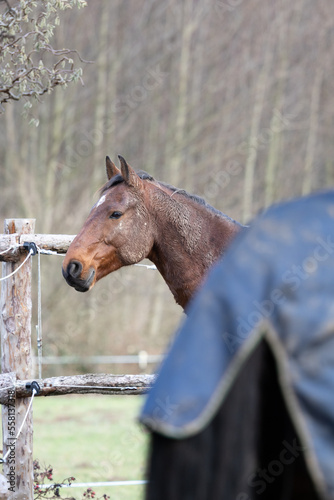 Ausschnitt mit Tiefenschärfe eingedeckte schmutzige Warmblut Pferde auf einem Paddock mit Holzzaun aus Lärche welches zusätzlich mit einer Litze abgesichert ist photo