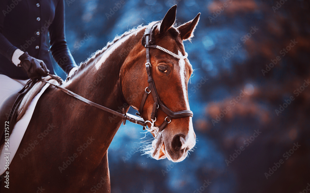 Obraz premium Portrait of a beautiful bay horse on a background of blue foliage on a summer day. Equestrian sports and horse riding. Equestrian life.