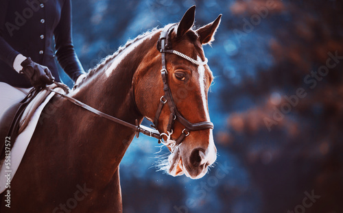 Portrait of a beautiful bay horse on a background of blue foliage on a summer day. Equestrian sports and horse riding. Equestrian life. ©  Valeri Vatel