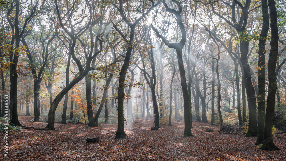 Naklejka premium Autumn woodland in the morning