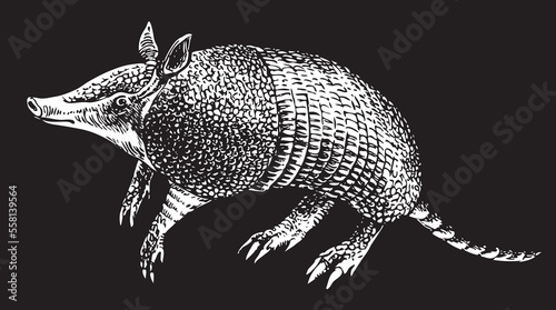 vector realistic drawing sketch wild animal armadillo