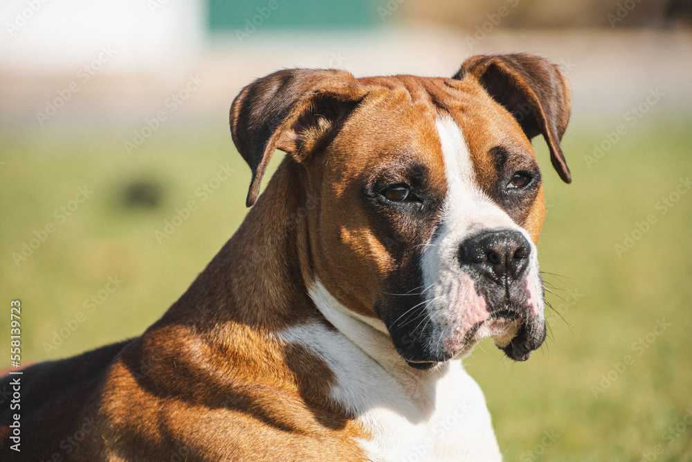 beautiful boxer dog portrait on green meadow