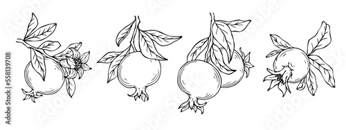 Set of linear sketches of pomegranate branches and fruits.Vector graphics.