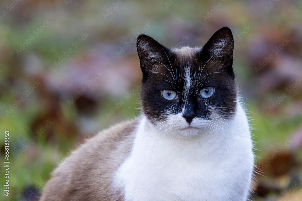Portrait of a blue-eyed cat sitting in the grass Portrait of a blue-eyed cat sitting in the grass
